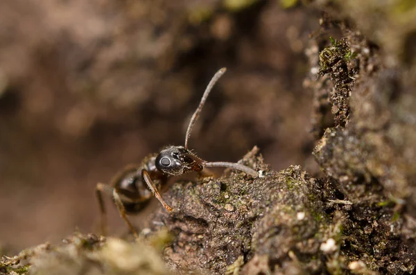 Karınca yiyecek arayan — Stok fotoğraf