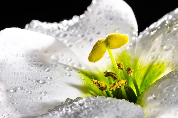 Flor. — Foto de Stock