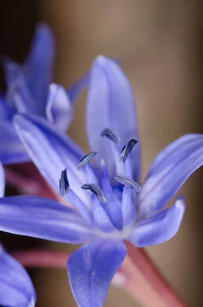 Bloesem — Stockfoto