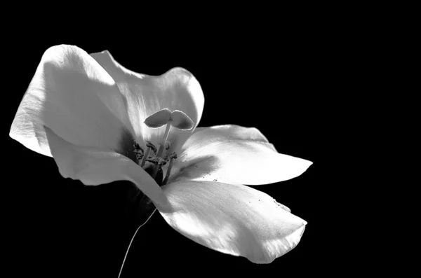 Beyaz çiçek açtı. — Stok fotoğraf