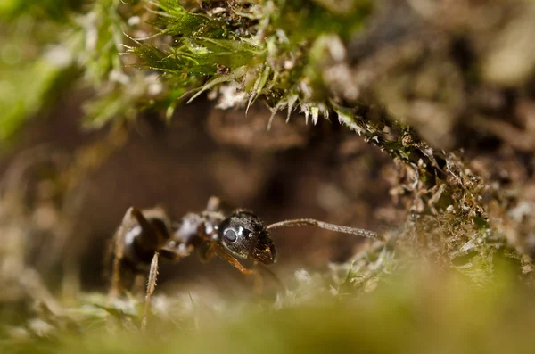 La hormiga y el bosque —  Fotos de Stock