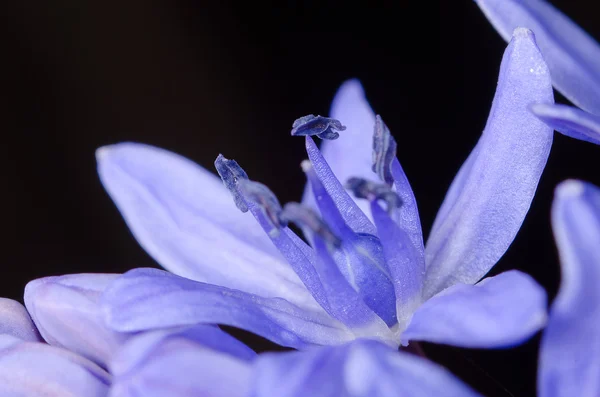 Çiçek — Stok fotoğraf