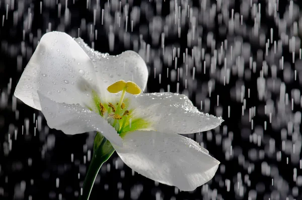 Flower and rain — Stock Photo, Image