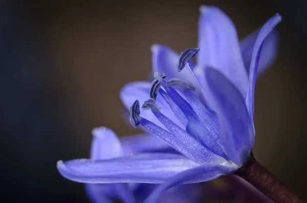 Çiçek — Stok fotoğraf