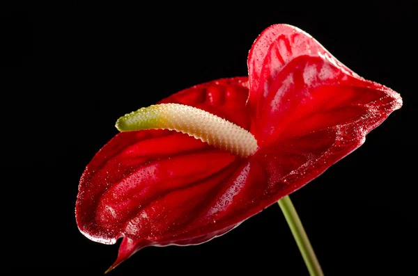 Fiore di fenicottero — Foto Stock