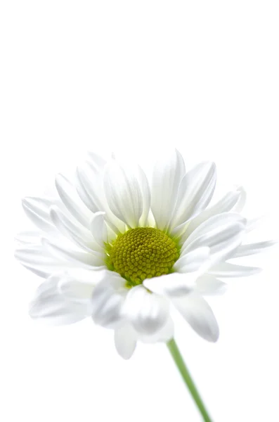 Білий хризантеми — стокове фото