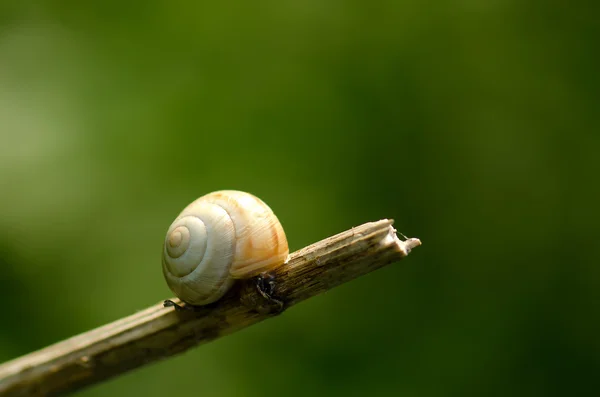 Snail on a stick — Stock Photo, Image