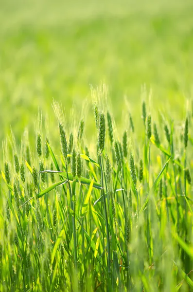 Pole zelené pšenice — Stock fotografie