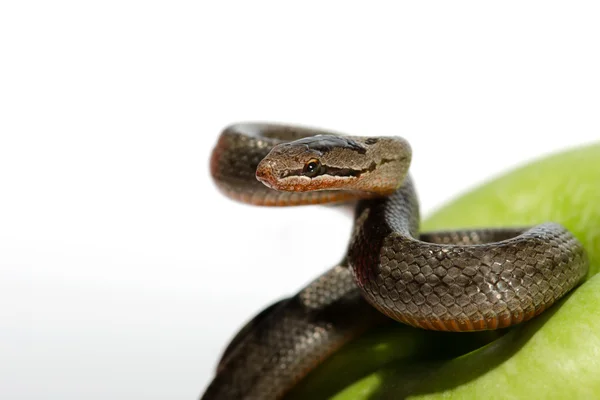 A snake coiled on an apple — Stock Photo, Image