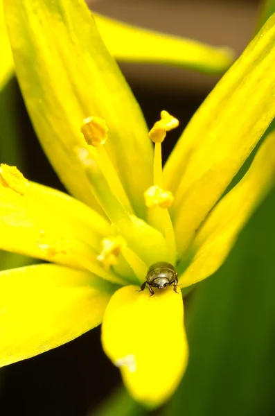 野生的黄色花朵上的 bug — 图库照片