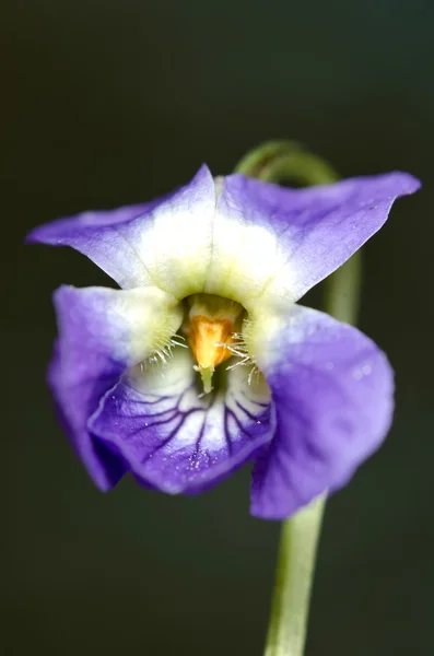 Spring violet flower — Stock Photo, Image