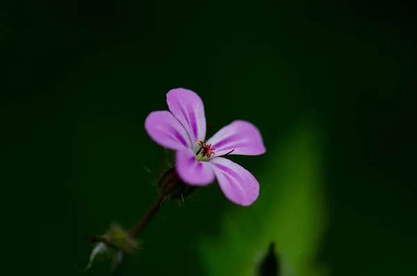 Fleur sauvage rose — Photo