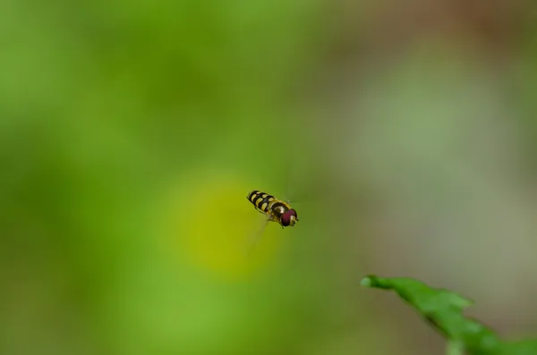 Bee repülő — Stock Fotó