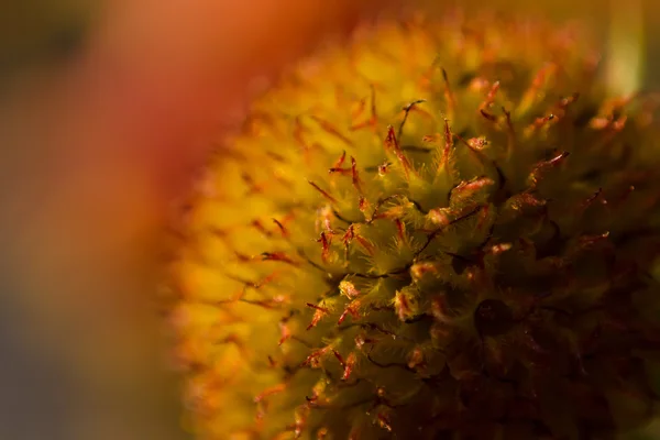 オレンジ色のやぶ状の植物 — ストック写真