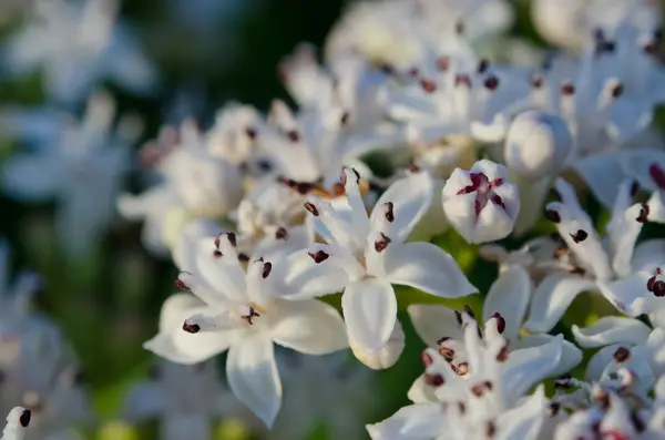 Fleurs de champ blanches — Photo
