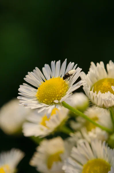 Fly on a flower of chamomile — Stockfoto