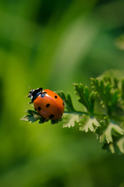 Mariquita en una hoja verde — Foto de Stock