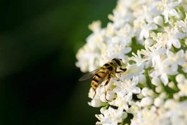 Abelha em flor selvagem branca — Fotografia de Stock