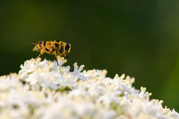 Μέλισσα πάνω λευκό αγριολούλουδο — Φωτογραφία Αρχείου