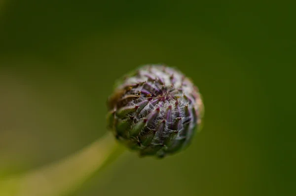 アザミの芽 — ストック写真