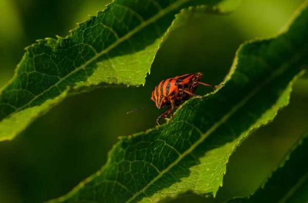 Un escarabajo rayado rojo y negro sobre una hoja verde — Foto de Stock