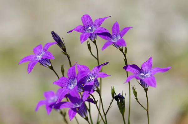 Montagna viola — Foto Stock