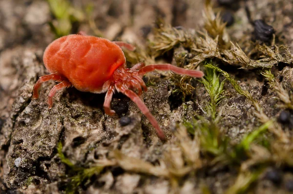 Tick on a bark — Stock Image Tick on a bark Stock Image