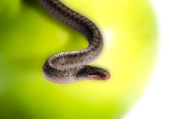 Snake on a light background — Stock Photo, Image