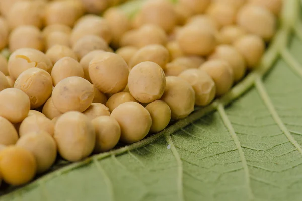 Soya fasulyesi