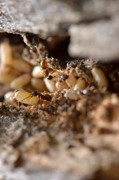 Вид с муравейника — стоковое фото
