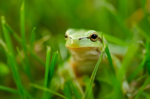 Piccola rana — Foto Stock