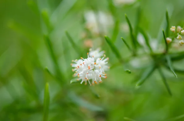 Fleur blanche sauvage — Photo