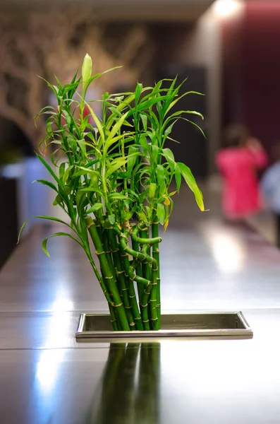 Arrangement en bambou — Photo