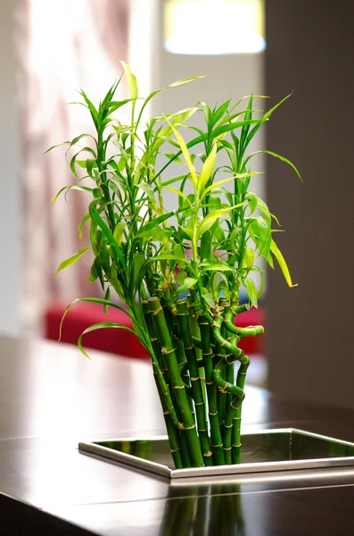 Arrangement en bambou — Photo