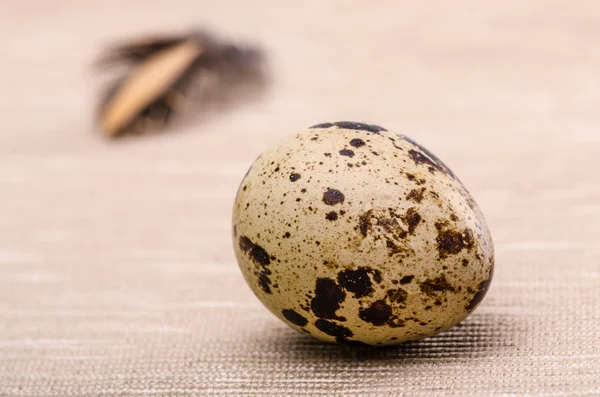 Vaktelägg — Stockfoto