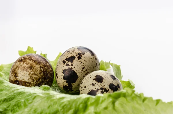 Vaktelägg och färsk sallad — Stockfoto