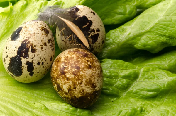 Čerstvý salát a křepelčím vajíčkem — Stock fotografie