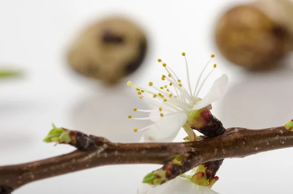 Uovo di quaglia e un fiore di ramo di albicocca — Foto Stock