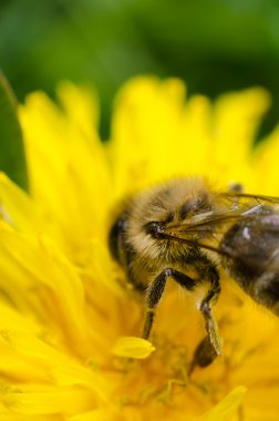 karahindiba çiçek arıya