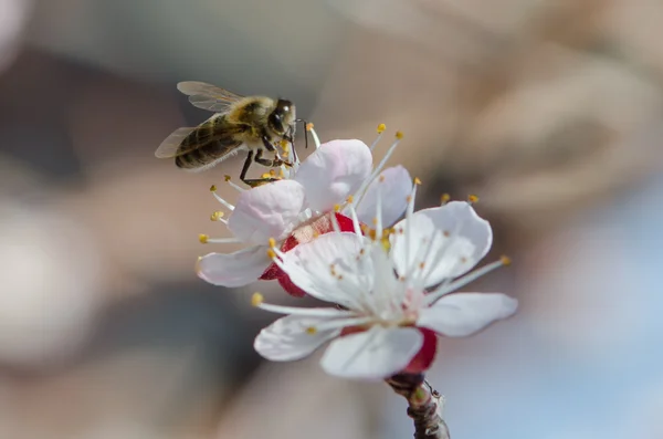 Pszczoła na oddział kwitnienia moreli — Zdjęcie stockowe