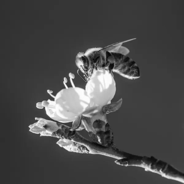 Bee on a flowering branch of apricot — Stock Photo, Image
