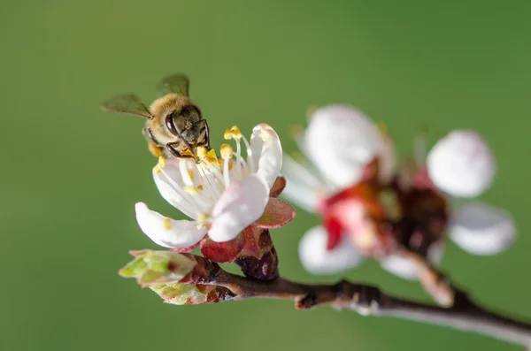 Bee on a flowering branch of apricot — Stock Photo, Image