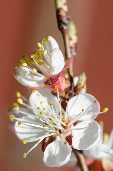 Flowering branch of apricot — Stock Photo, Image