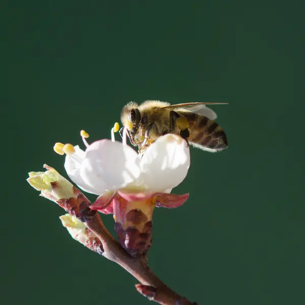 La abeja sobre la rama que florece del albaricoque — Foto de Stock