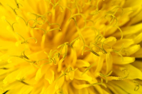 Kwiat mniszek — Zdjęcie stockowe
