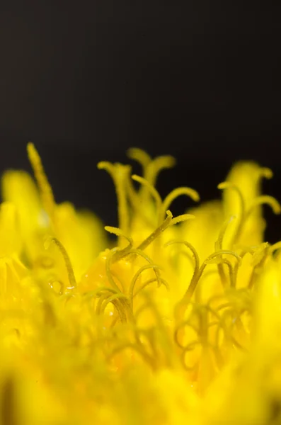 タンポポの花 — ストック写真