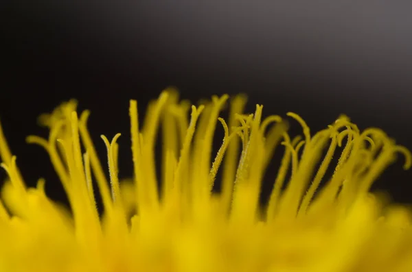 Flor de dente-de-leão — Fotografia de Stock