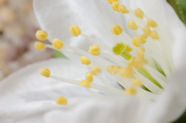 Kiraz Çiçekleri — Stok fotoğraf