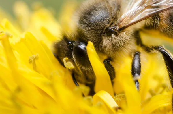 Bee op bloei paardebloem — Stockfoto