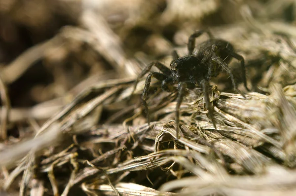 Braune Spinne auf getrocknetem Gras — Stockfoto